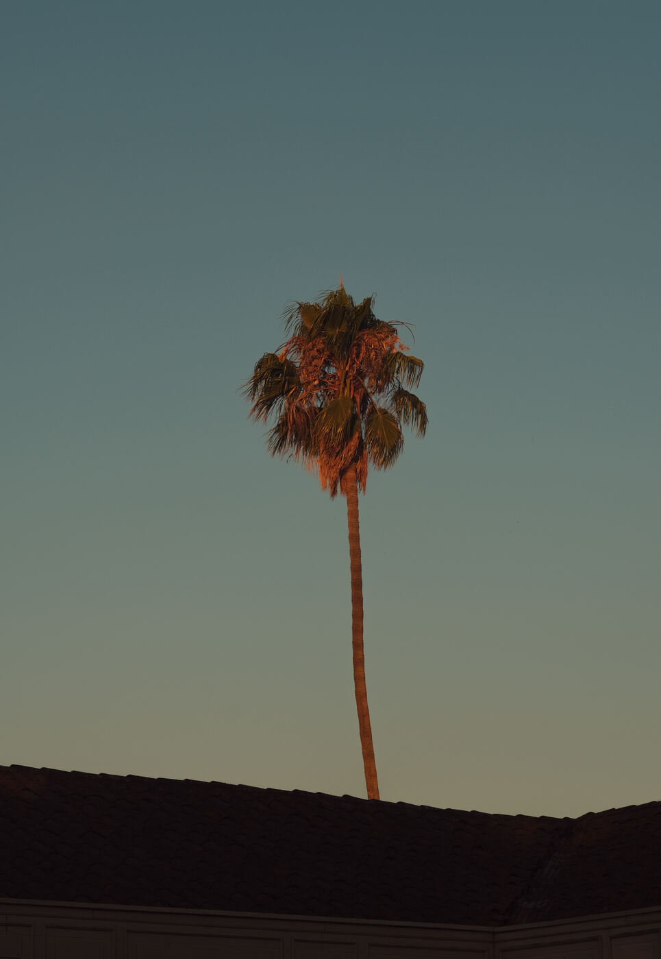 Palmera, Requínoa