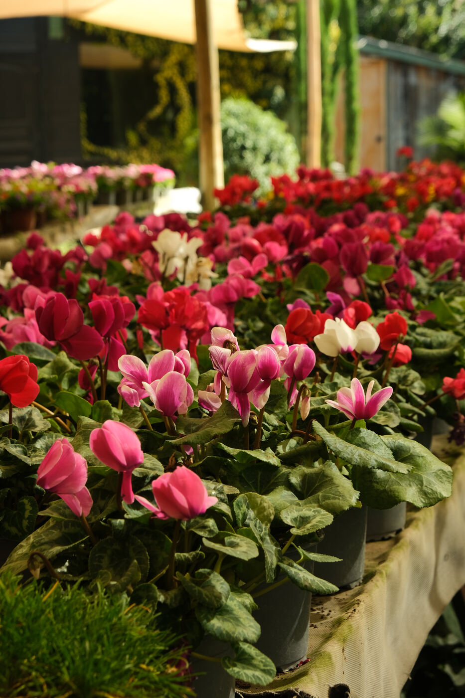 Vivero, Santiago