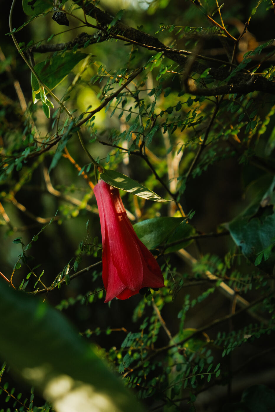 Copihue, Río Bueno