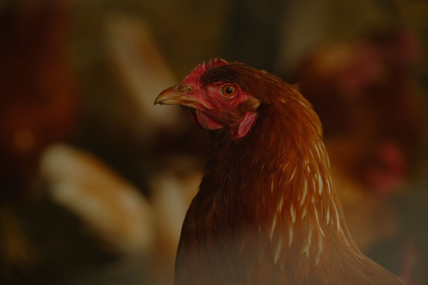 Gallina, Río Bueno