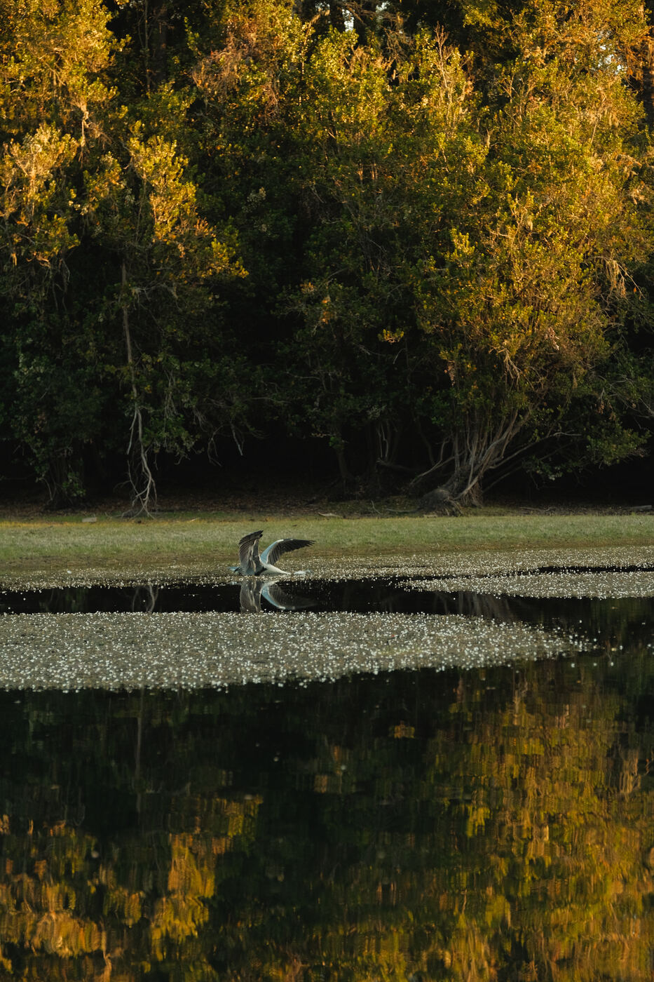 Garza, Río Bueno
