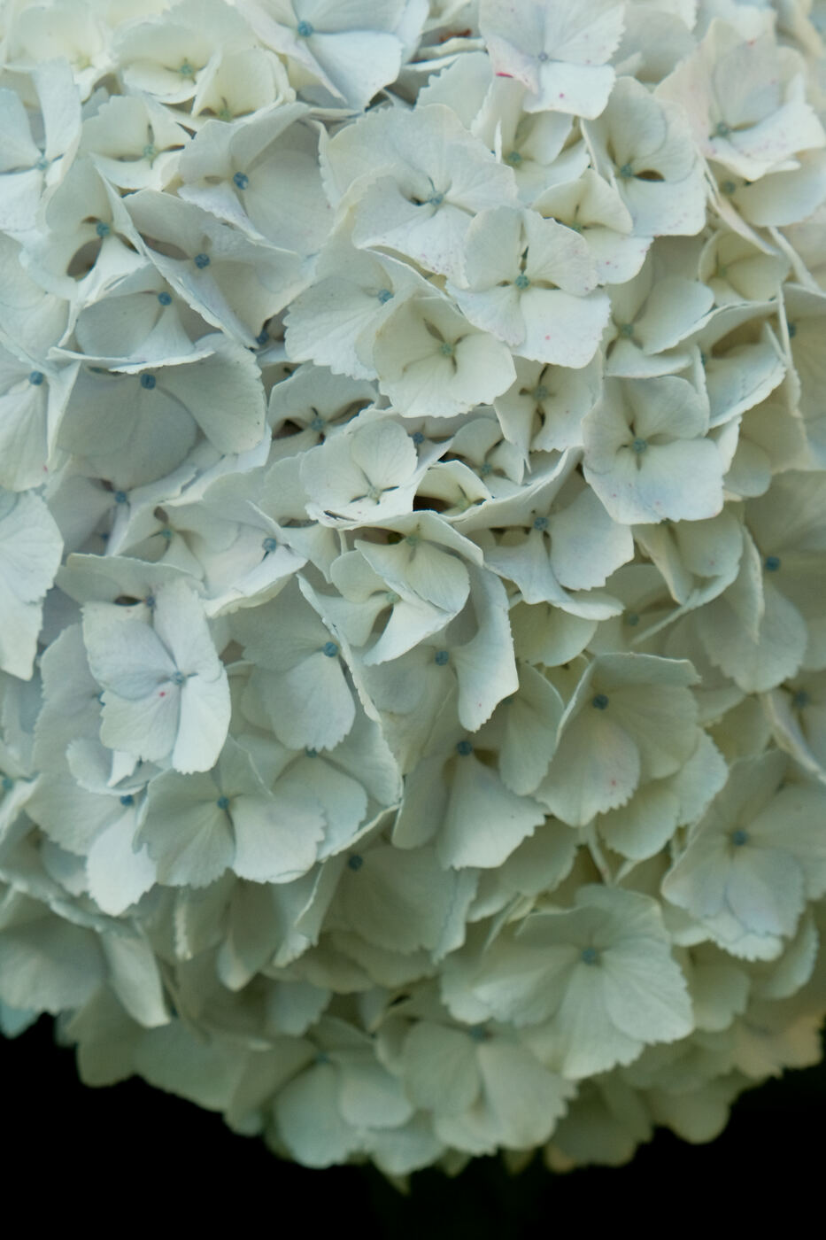 Hortensia, Río Bueno