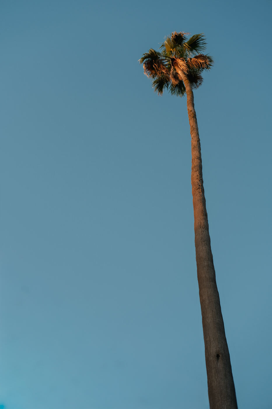 Palmera, Requínoa