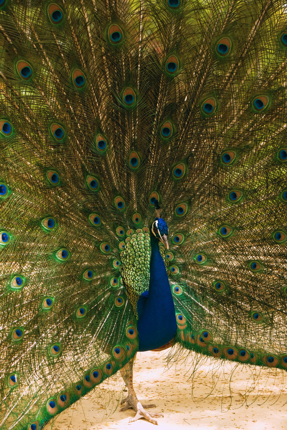 Pavo Real, Sevilla