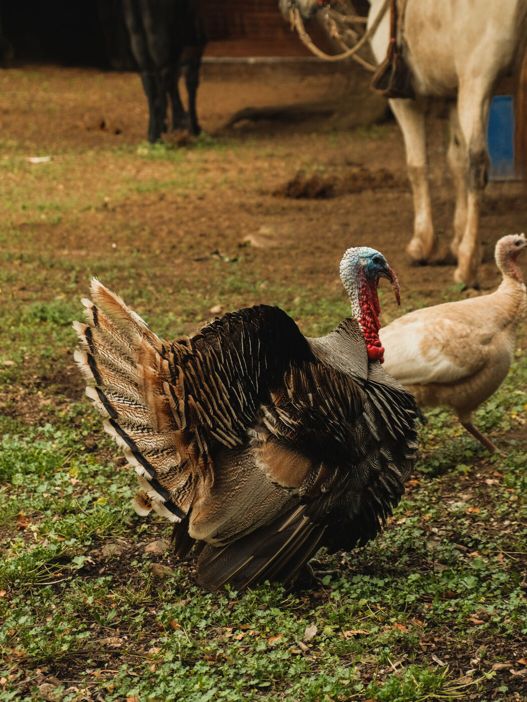 Pavo, Los Queñes