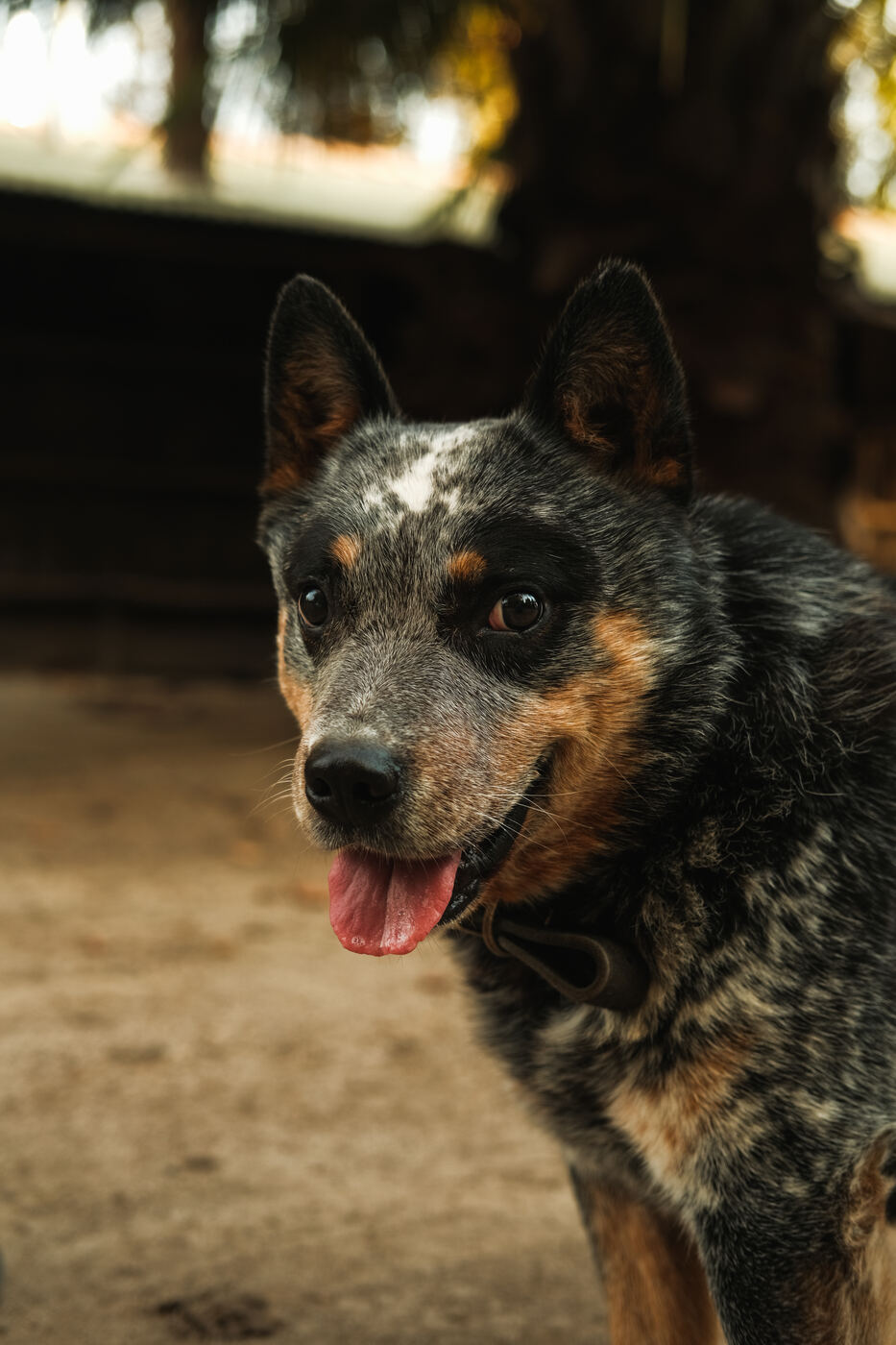 Perro, Pirque