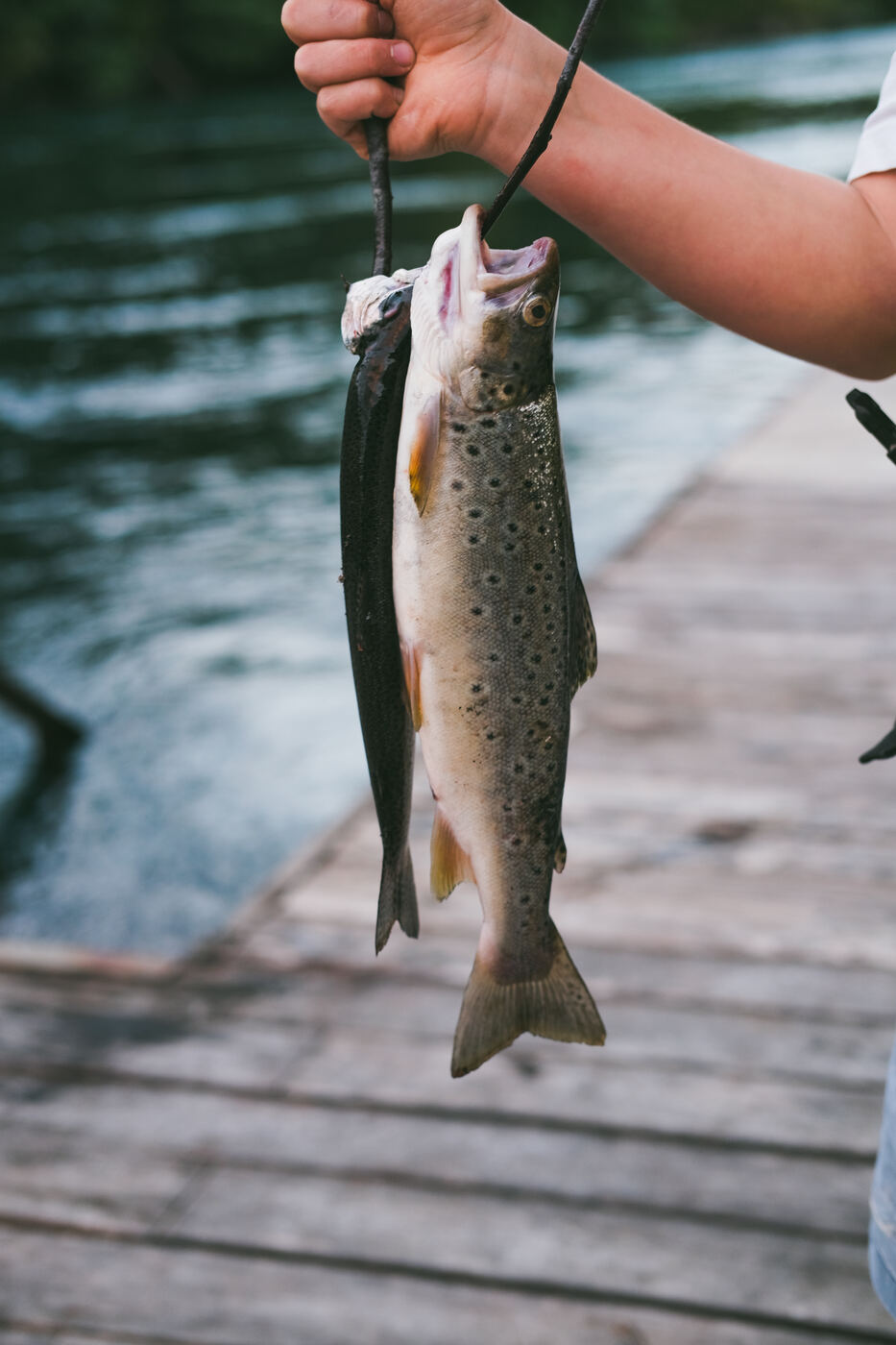 Pesca, Río Bueno
