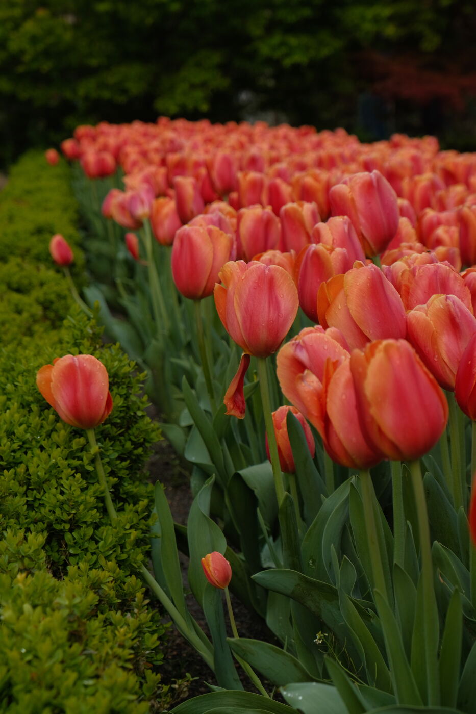 Tulipanes, Madrid
