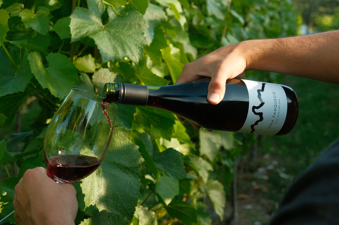 Etiqueta Vino Viña Panqueco